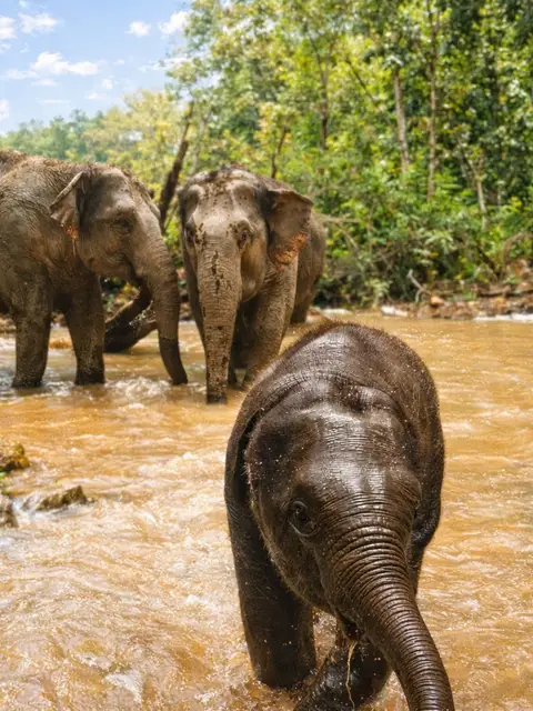 Ethical Elephant Observation Half-Day (Group Tour) - Lunch Included