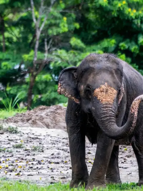 Elephant Care & Jungle Adventure Experience : Chiangmai
