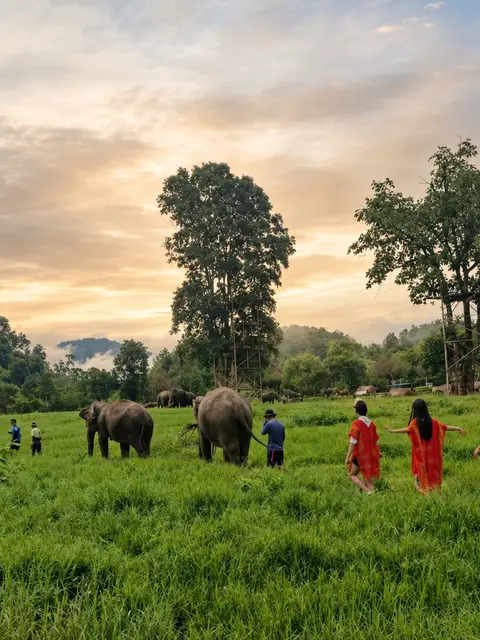 A Day with Elephants : Ethical Care Experience